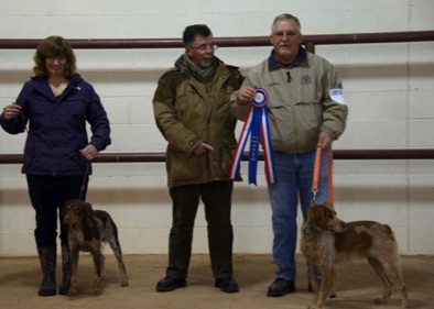 Cory - Best of Breed Award at UKC Regional Specialty Show (Chisholm Trail EB Gun Dog Club) - Jan. 2017 Cory - Best of Breed Award at UKC Regional Specialty Show (Chisholm Trail EB Gun Dog Club) - Jan. 2017